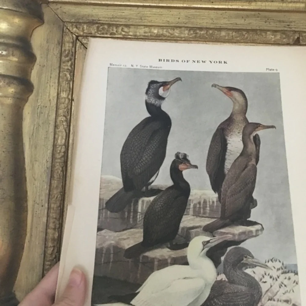🖤5/$25 Antique Ornithological Bird Print Original 1913 vintage birds